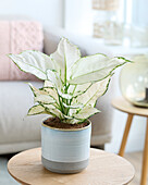 Aglaonema White Joy