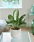 Aglaonema Silver Blue