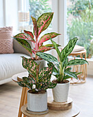 Aglaonema Lychee Red, Pink Leopard and Laurel Green