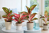 Aglaonema Lychee Red, Red Joy and Paradise Red