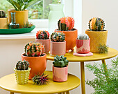 Colourful cactus collection