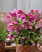 Helleborus Verboom Sifra