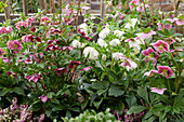 Helleborus ViV Collection