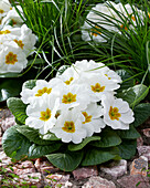 Primula acaulis weiß
