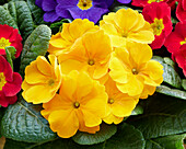 Primula acaulis yellow