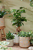 Indoor plant collection in a small place