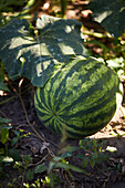 Closeup of watermelon on green plantation growing in garden during summer sunny day