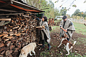 Full body shot of a focussed elderly couple in Mapuche clothing picking up logs while spending time in the countryside with dogs in Temuco