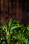 Fresh herbs are sprinkled with water