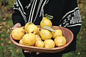 Unrecognizable person standing with bowl of quinces during harvesting season in Temuco