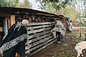 Konzentrierte ältere männliche Arbeiter in Mapuche-Kleidung setzen einen Holzzaun, während sie gemeinsam auf einer Farm in Temuco arbeiten