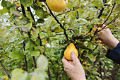 Anonymous gardener collects fresh yellow quinces from a tree with lush foliage in the Temuco garden during harvest time