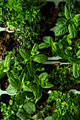 Fresh herbs are sprinkled with water