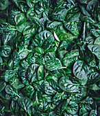 Spinach leaves laid out as a background