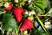 Reife Erdbeeren auf einer Pflanze
