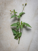 Blackjack (Bidens pilosa) plant n a grey background