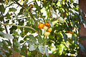 Frische, rohe und reife Tomaten auf einem Baumzweig im Garten von unten