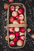 Reife handgepflückte Äpfel in einem Obstkorb
