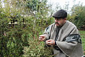 Focused middle-aged male gardener in Mapuche clothing and beret checks the leaves of a bush at work in the Temuco garden