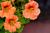 Closeup of edible nasturtium flowers companion plants grown as trap crops for vegetable gardens.