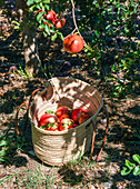 Ripe pomegranates in a wicker basket in the garden. Pomegranate season. Spain, sunlight, organic fruit
