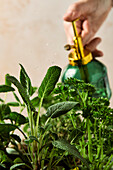 Fresh Herbs with Water sprayer