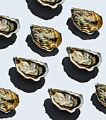 Open oyster Fin de Claire on gray background Pattern