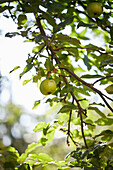 View from below of green ripe apples growing on a branch with foliage in the garden on a sunny day