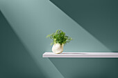 Green plant with lush leaves in pot over white slab under ray of light against blue background in studio