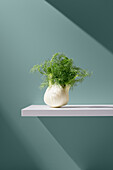 Green plant with lush leaves in a pot on a white plate under a beam of light against a blue background in the studio