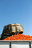 Von unten: Eine mechanische Schaufel lädt während der jährlichen Tomatenernte vor blauem Himmel in Toledo, Castilla-La Mancha, Spanien, frische Tomaten in einen Lastwagen ab