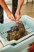 Crop male fisher labelling and stamping quality of flounder fish in plastic container located on floor in Mallorca
