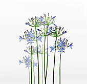 Blaue Blumen mit grünen Stängeln auf weißem Hintergrund. Natürlicher floraler Hintergrund. Vorderansicht