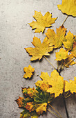 Gelbe Herbstblätter auf grauem Betontisch. Saisonaler Herbsthintergrund mit farbigen Blättern. Ansicht von oben