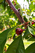 Closeup of red cherry hanging with green leaves on twig at organic plantation ruined from bad weather