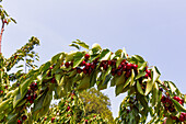 Frische rote Kirschen mit grünen Blättern, die auf Zweigen in einer Bio-Plantage gegen den klaren Himmel an einem sonnigen Tag wachsen