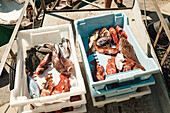 From above of various types of uncooked fish placed in boxes in sunny day under sunlight in Soller, Mallorca, Spain