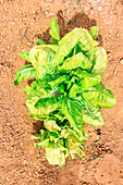 Draufsicht auf blühenden, frischen, breitblättrigen, grünen Salat, der auf trockenem Boden in einem Garten im Freien an einem sonnigen Tag wächst