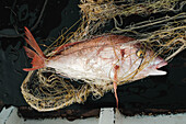 Fish placed on net under sunlight in Soller Spain Mallorca during traditional fishing time