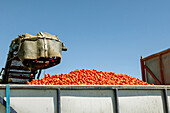 Von unten: Eine mechanische Schaufel lädt während der jährlichen Tomatenernte vor blauem Himmel in Toledo, Castilla-La Mancha, Spanien, frische Tomaten in einen Lastwagen ab
