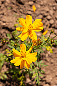 Closeup of fresh Cosmos sulphureus blooming in organic plantation with blurred background on sunny day