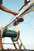 Unkenntlich gemachter Seemann sammelt gefangene Seeigel mit Stacheln aus dem Netz beim traditionellen Fischfang in Soller auf der Baleareninsel Mallorca