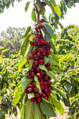 Fresh red cherry bunches with green leaves growing on branches in organic plantation against clear sky during sunny day