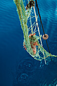 From above red Scorpaena Scrofa hanging in net floating against blue sea water during traditional fishing in Soller near Balearic Island of Mallorca