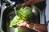 High angle of unrecognizable African American male chef washing fresh green iceberg salad in metal sink with water while cooking healthy salad in kitchen