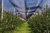 Gut organisierte Obstplantage mit Apfelbäumen in Reihen, die mit einem speziellen Netz abgedeckt sind