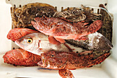 From above selection of diverse fresh uncooked fish placed in white container in Soller during traditional fishing time