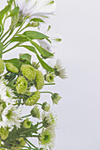Flowers border with green and white petals in white background. Fresh flower bouquet with Lilie and Gerbera. Front view with copy space.
