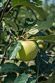 Granny-Smith-Apfelsorte im Obstgarten, bereit zur Ernte vor unscharfem Hintergrund