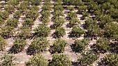 Luftaufnahme von in ordentlichen Reihen gepflanzten Pistazienbäumen auf trockenem Ackerland